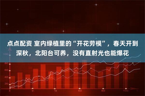 点点配资 室内绿植里的“开花劳模”，春天开到深秋，北阳台可养，没有直射光也能爆花